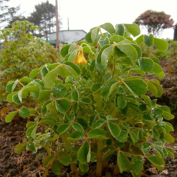 Oca (Oxalis tuberosa) variety 'Hopin' flowering