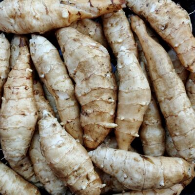 Jerusalem artichoke (Helianthus strumosus) variety 'Chinese'